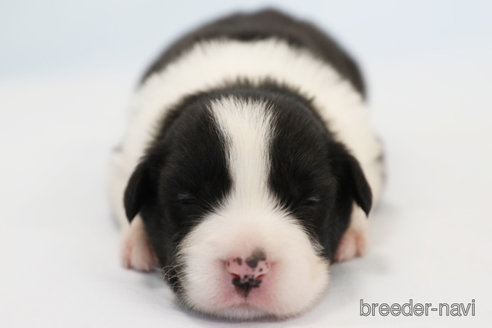 成約済の神奈川県のボーダーコリー-335190の3枚目